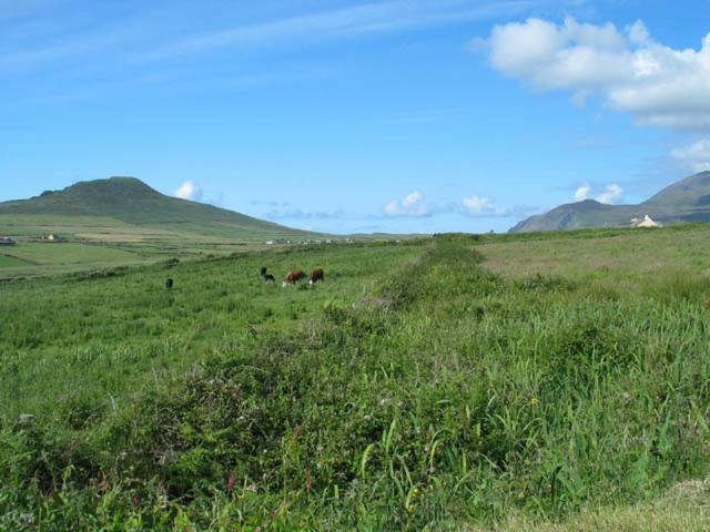Coill An Rois B&B Ballydavid Bagian luar foto