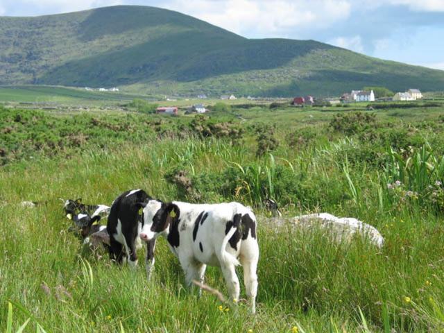 Coill An Rois B&B Ballydavid Bagian luar foto